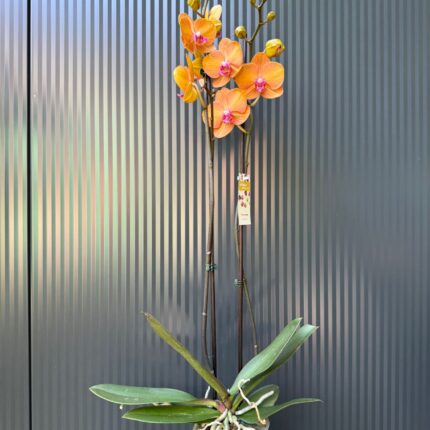 Phalaenopsis ‘Tamara’ | Storczyk