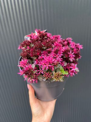 Sedum ‘Spot On Deep Rose’ – Rozchodnik kaukaski