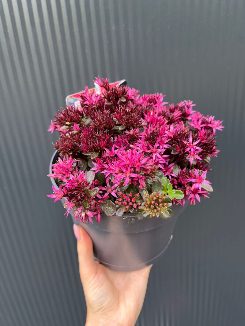Sedum ‘Spot On Deep Rose’ – Rozchodnik kaukaski