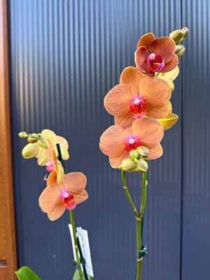 Phalaenopsis Orange Sun | Storczyk