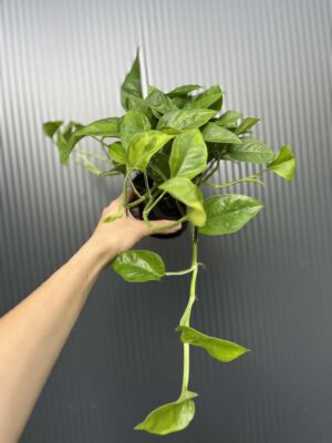 Epipremnum Global Green