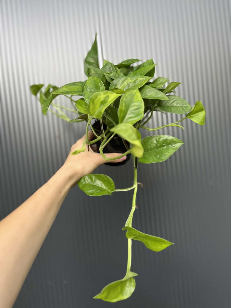 Epipremnum Global Green