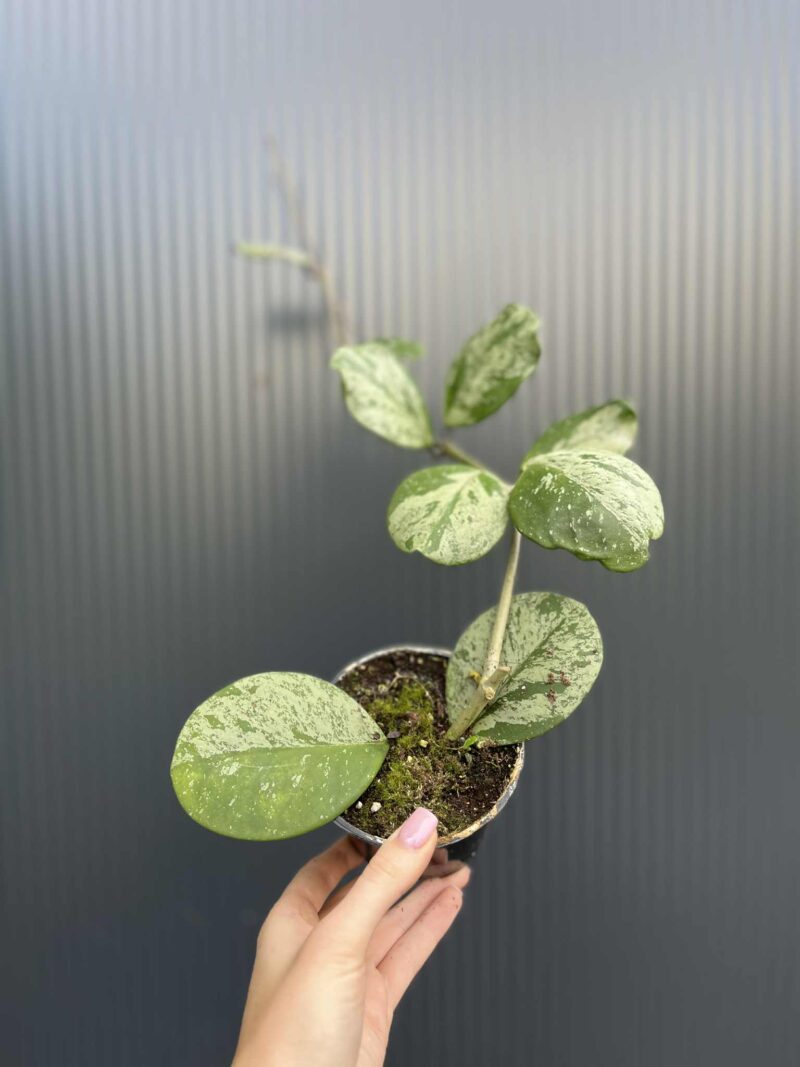 Hoya obovata Splash