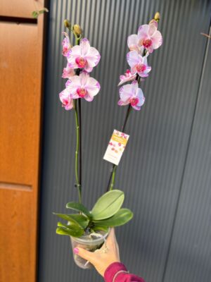 phalaenopsis fong tien’s amapearl cone pearl | Storczyk