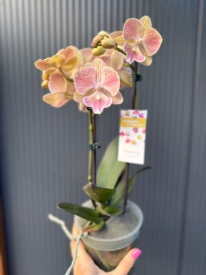 phalaenopsis harck mermaid | Storczyk