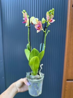 Phalaenopsis Anthura Grosseto | Storczyk