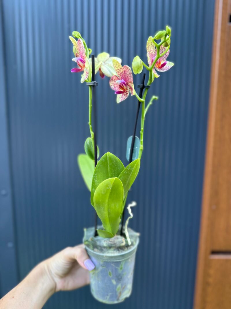 Phalaenopsis Anthura Grosseto | Storczyk