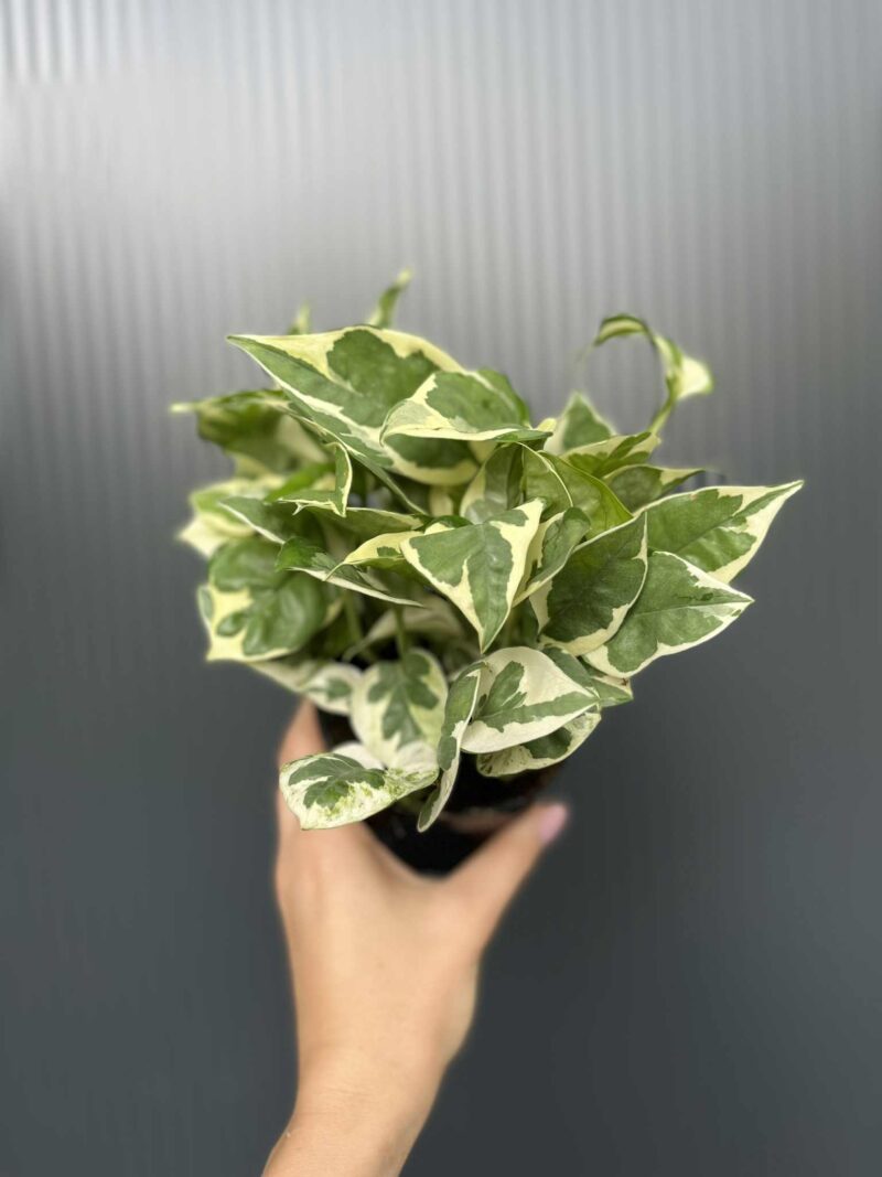 Epipremnum N’Joy’