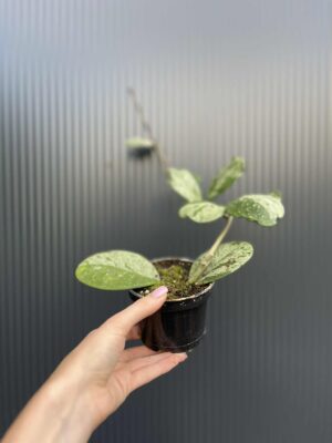 Hoya obovata Splash