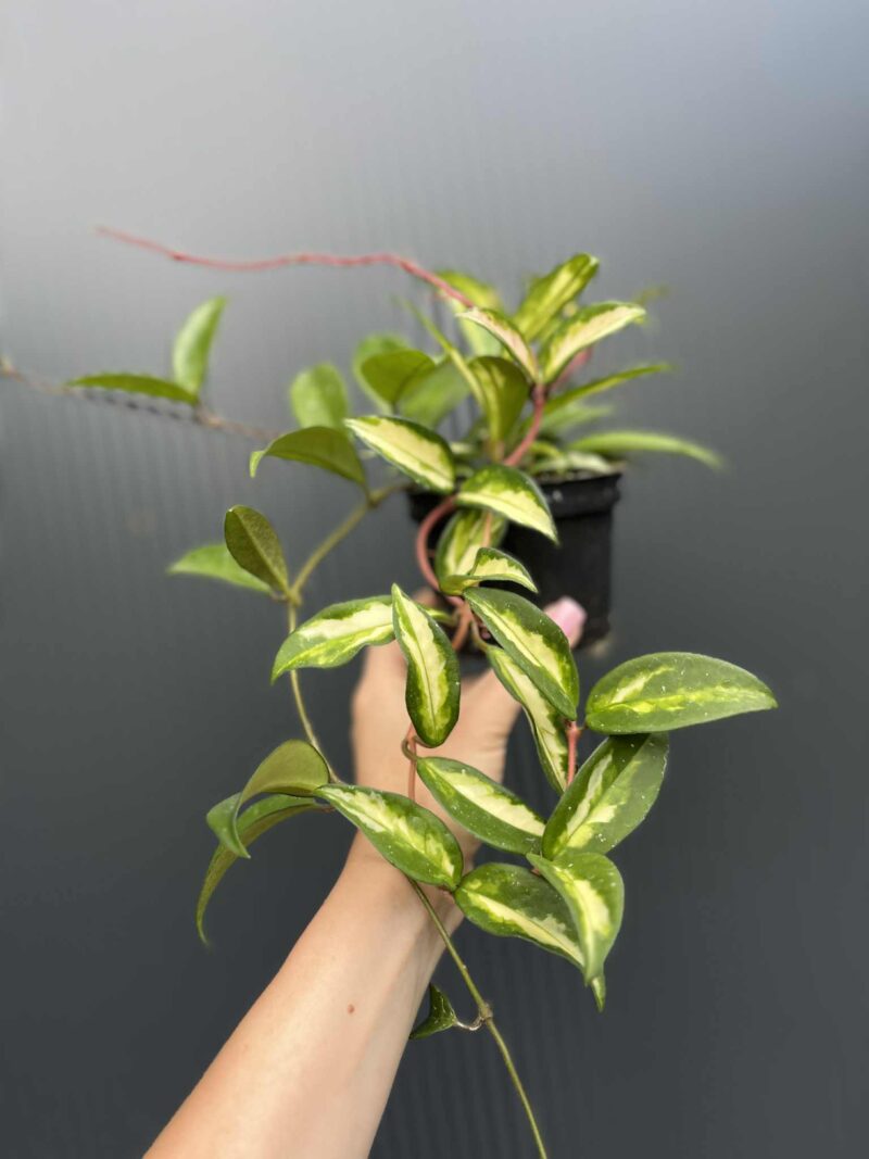 Hoya Carnosa Tricolor