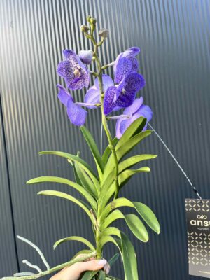 Storczyk Vanda “Hybryda Special ” 2 przekwitająca
