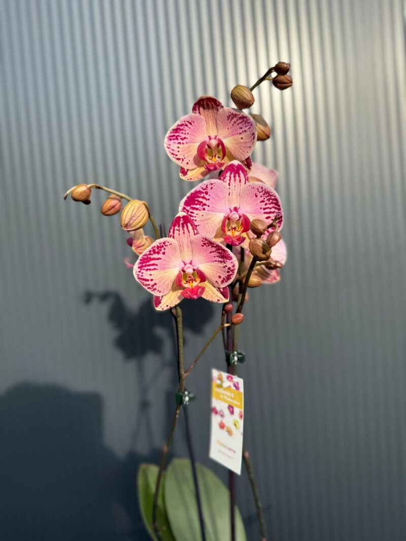 phalaenopsis paisaje | Storczyk