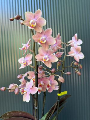 Phalaenopsis Multiflora ‘Aromio Sweet’ | Storczyk pachnący