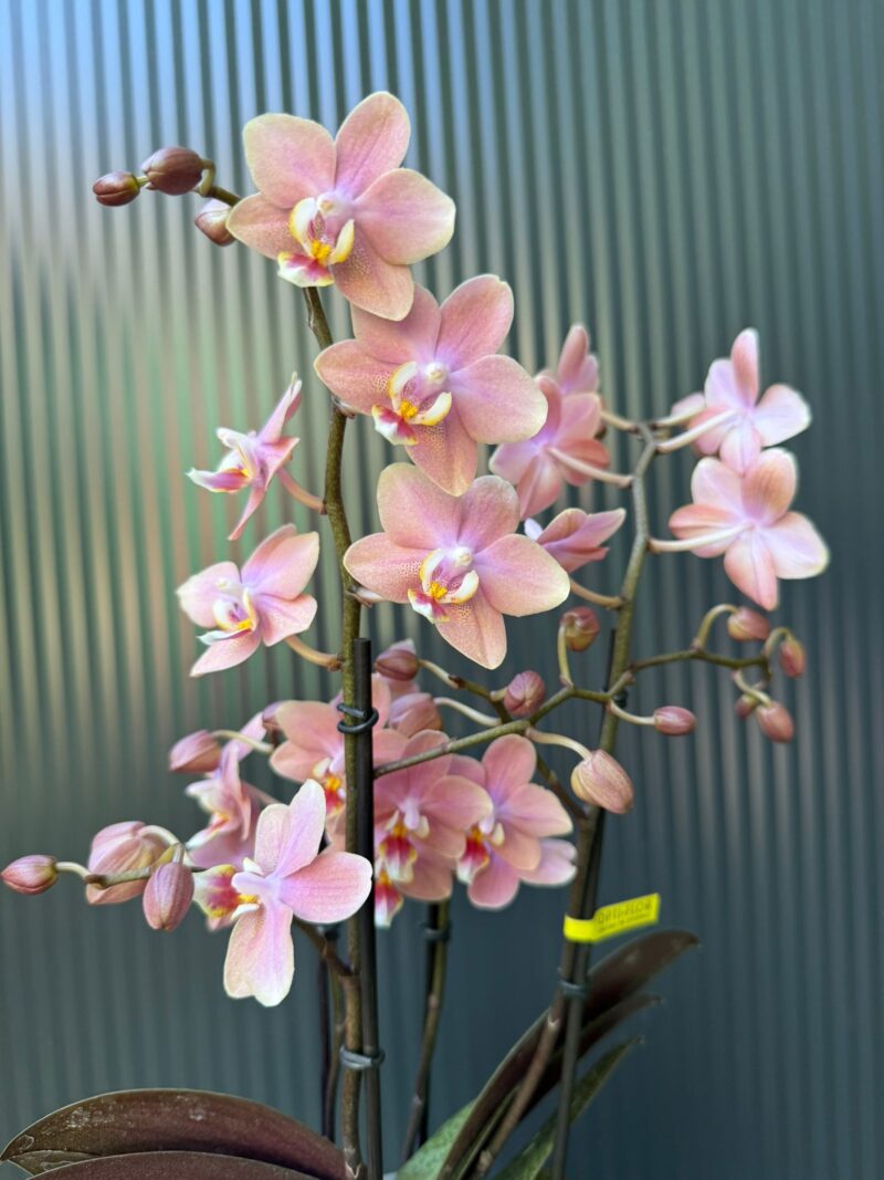 Phalaenopsis Multiflora ‘Aromio Sweet’ | Storczyk pachnący