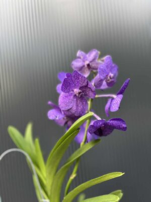 Storczyk Vanda 1