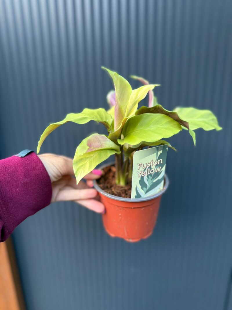 Calathea yellow fusion