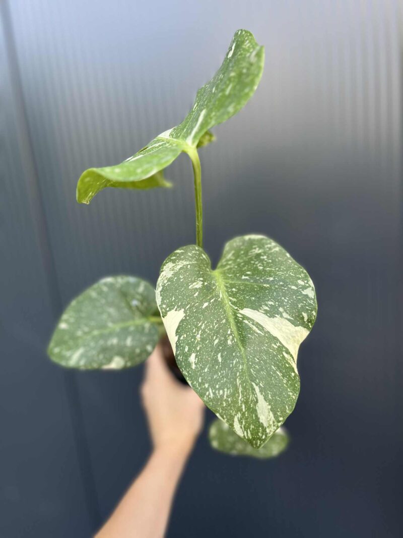 Monstera Thai