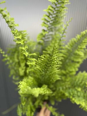 Paproć Nephrolepis corditas