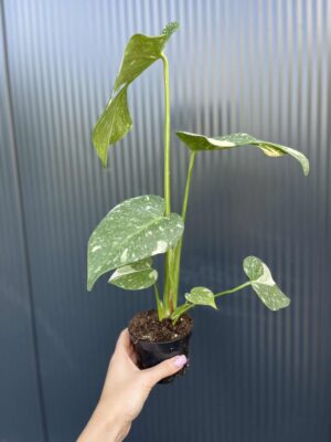 Monstera Thai