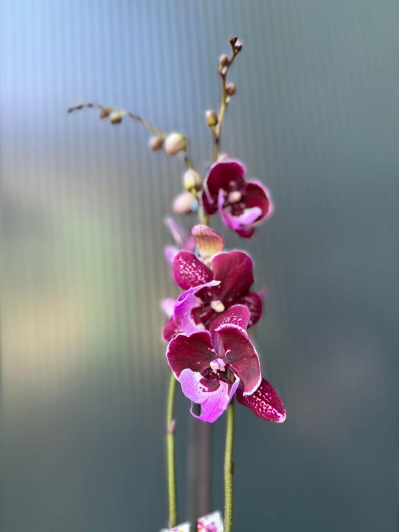 Phalaenopsis ‘Hot Kiss’ | Storczyk