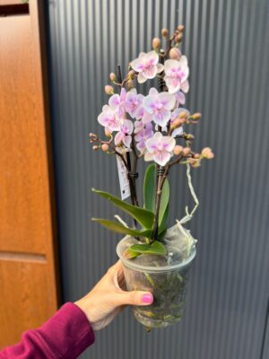 Phalaenopsis pink bubble big lip | Storczyk