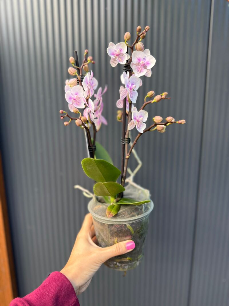 Phalaenopsis pink bubble big lip | Storczyk