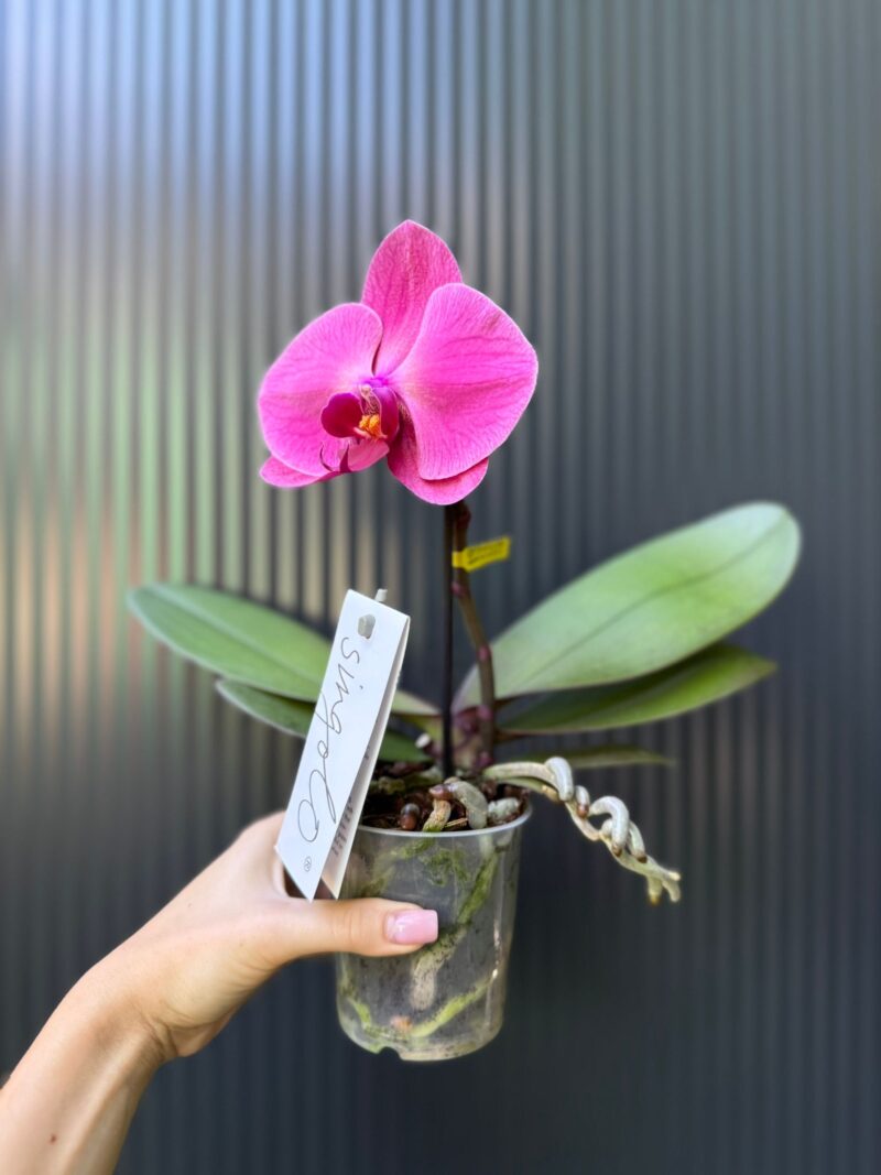 Phalaenopsis Singolo Hida | Storczyk