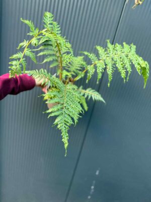 Paproć drzewiasta Cyathea australis | Paprotka