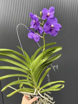 Storczyk Vanda 7 przekwitająca