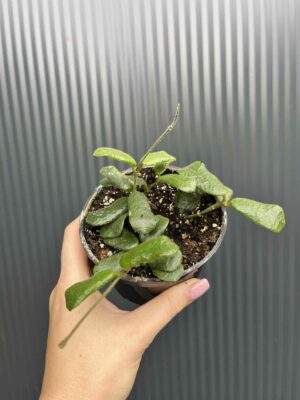 Hoya Rotundiflora