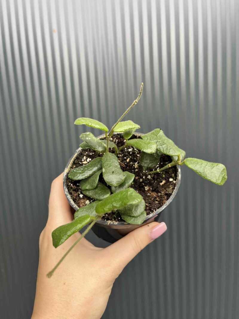 Hoya Rotundiflora
