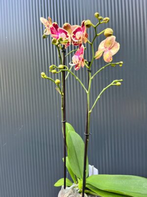 Phalaenopsis Optistar Spears | storczyk