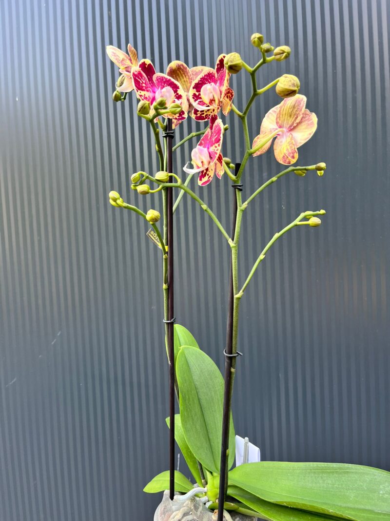 Phalaenopsis Optistar Spears | storczyk