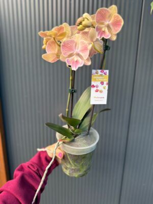 phalaenopsis harck mermaid | Storczyk