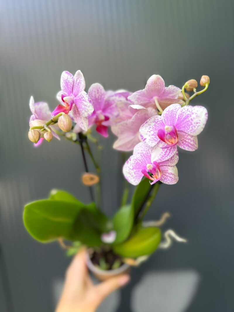 Phalaenopsis Multiflora Rotterdam | Storczyk