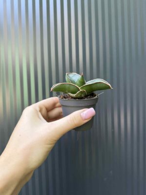 Sansevieria Samurai