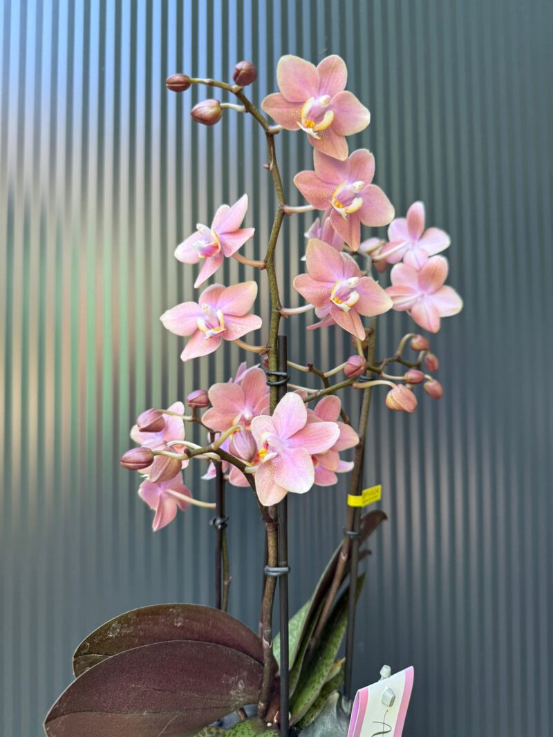 Phalaenopsis Multiflora ‘Aromio Sweet’ | Storczyk pachnący