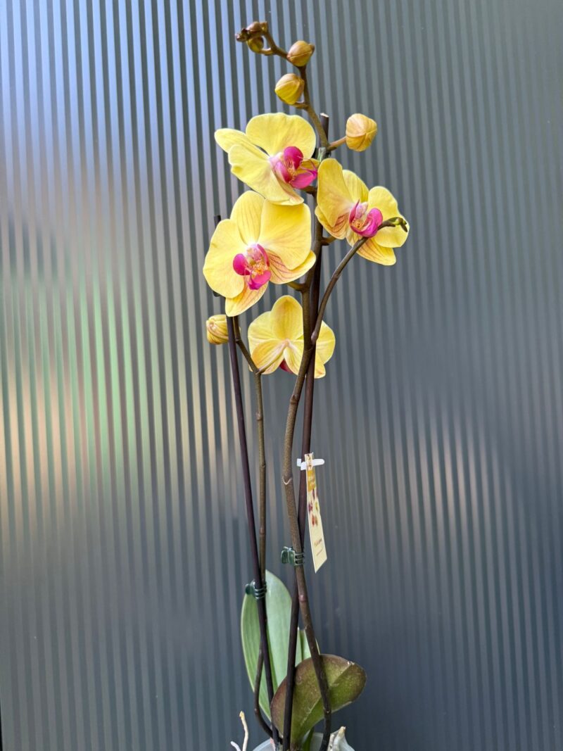 Phalaenopsis Sin-Yaun Golden Beauty Solid Gold | Storczyk przekwitający