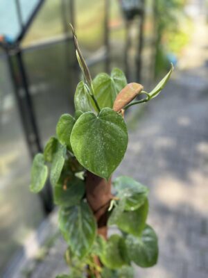 Philodendron scandens