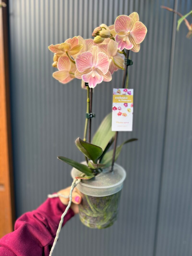 phalaenopsis harck mermaid | Storczyk