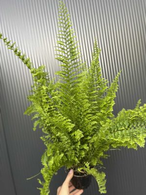 Paproć Nephrolepis corditas