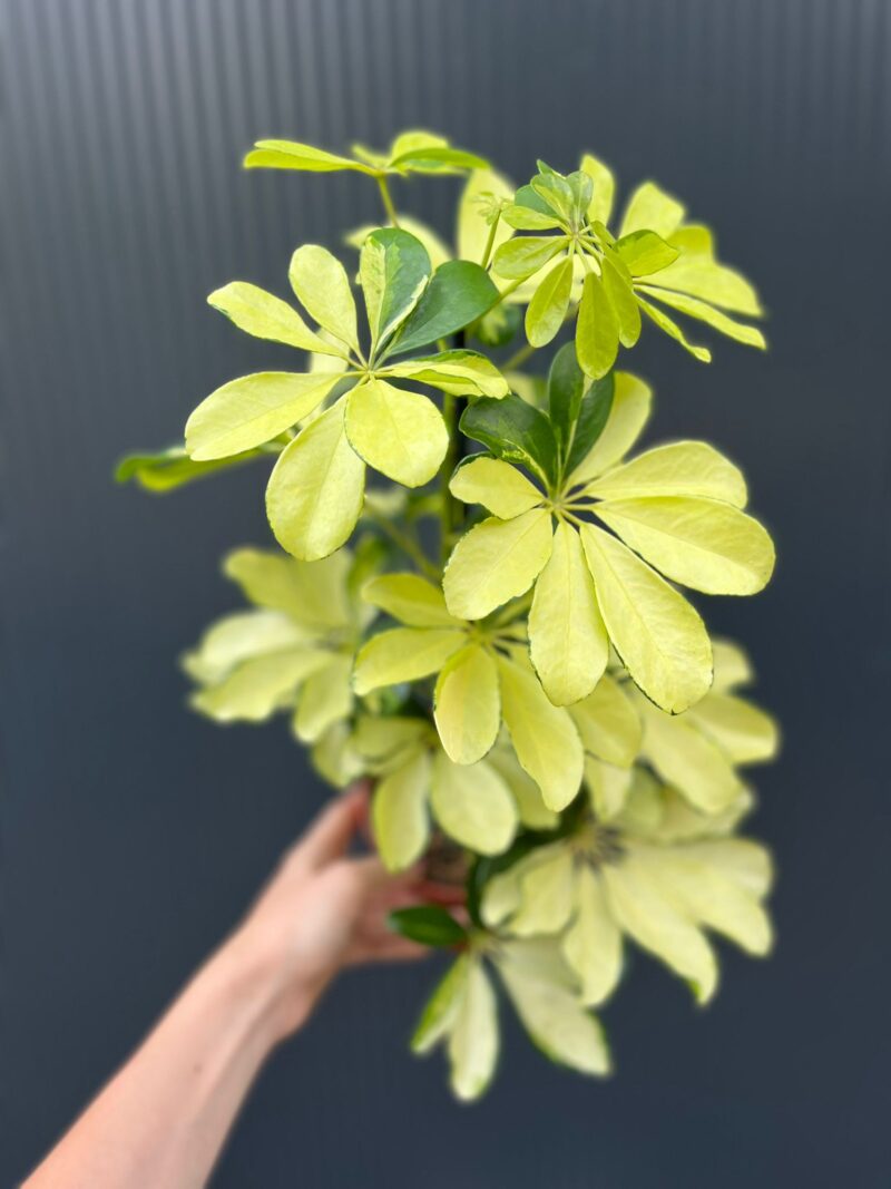 Schefflera arboricola Melanie II kategoria