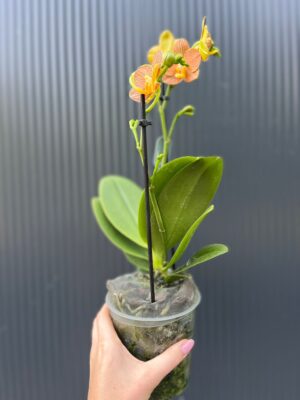 Phalaenopsis Indian Summer | Storczyk