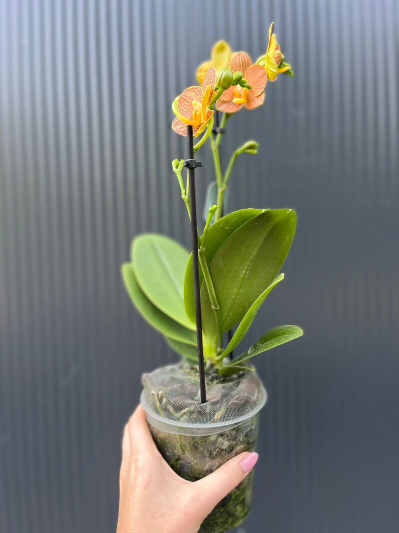 Phalaenopsis Indian Summer | Storczyk