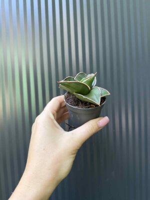 Sansevieria Samurai