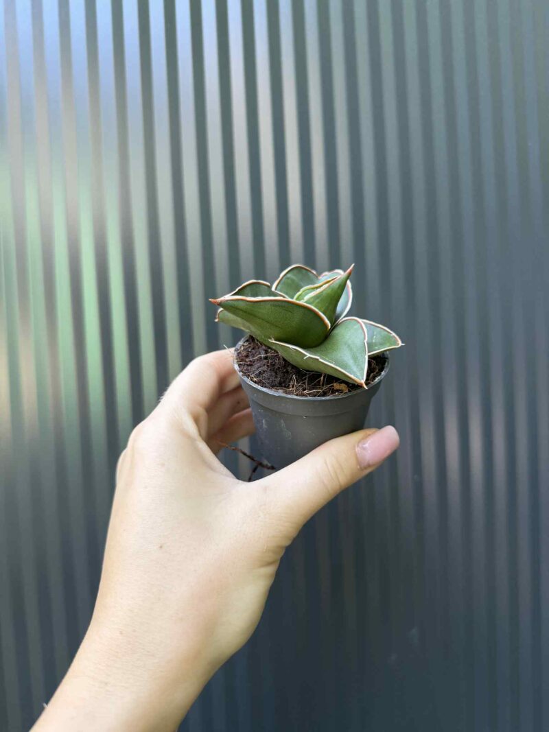 Sansevieria Samurai