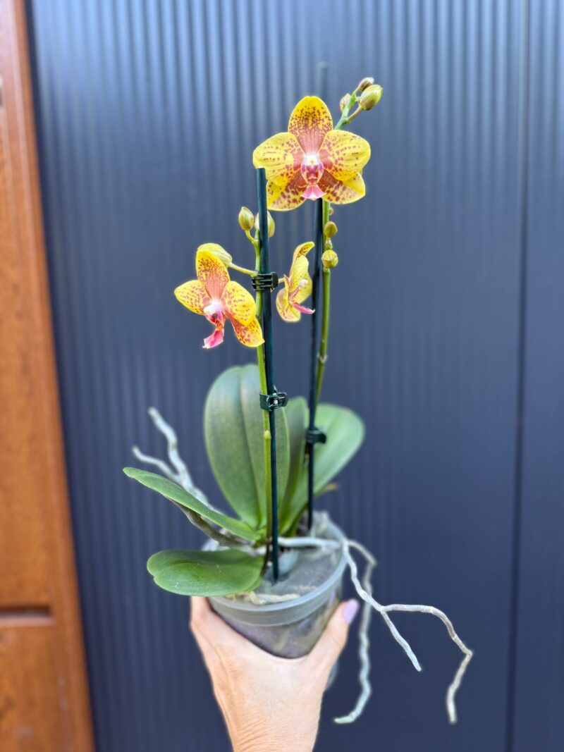 Phalaenopsis Limited 12 | Storczyk Przekwitnięty