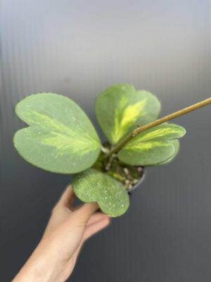 Hoya Kerri Variegata