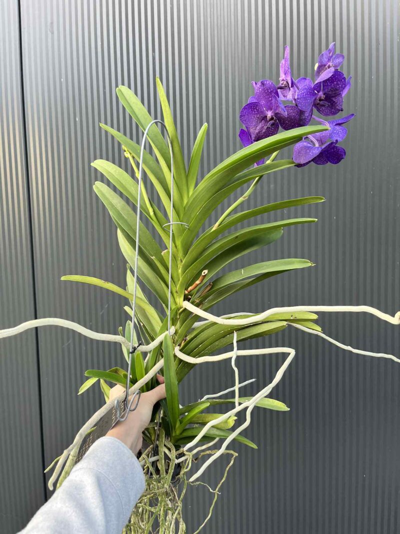 Storczyk Vanda 1