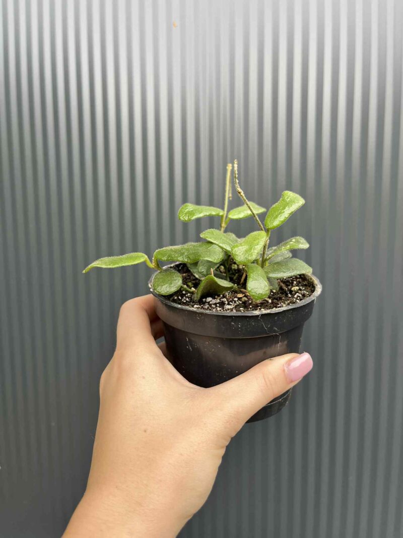 Hoya Rotundiflora